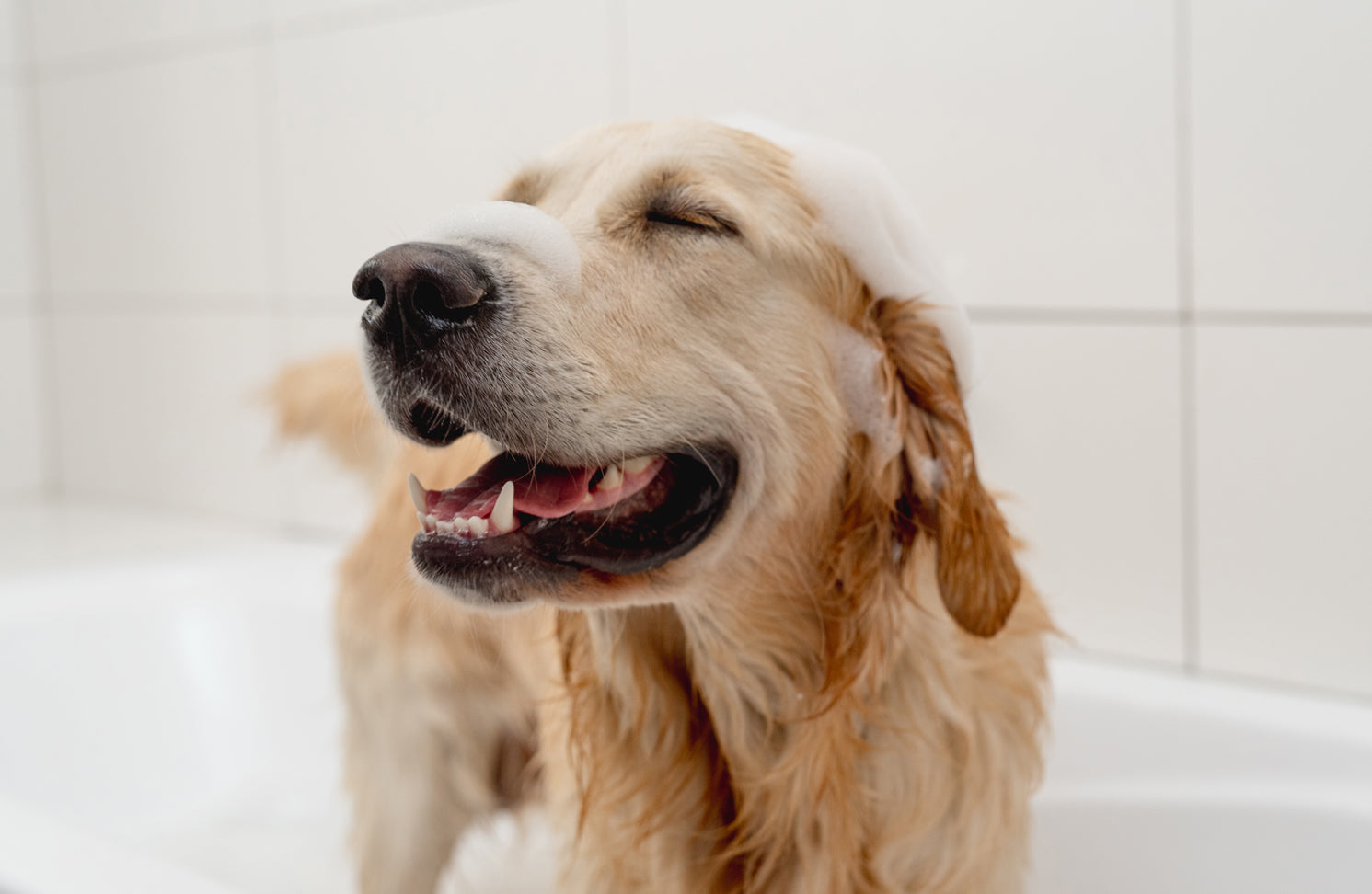 How to Keep Your Dog's Skin and Coat Healthy