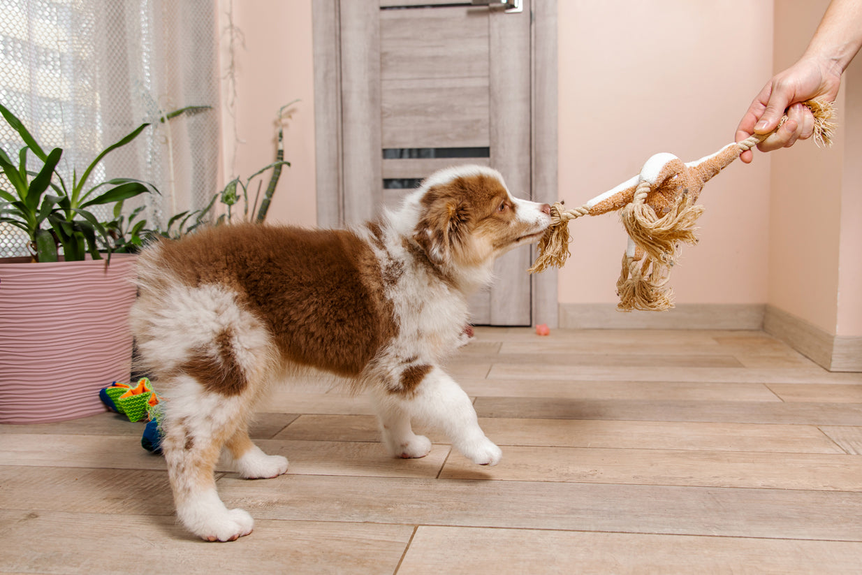 Interactive Games to Play with Your Dog