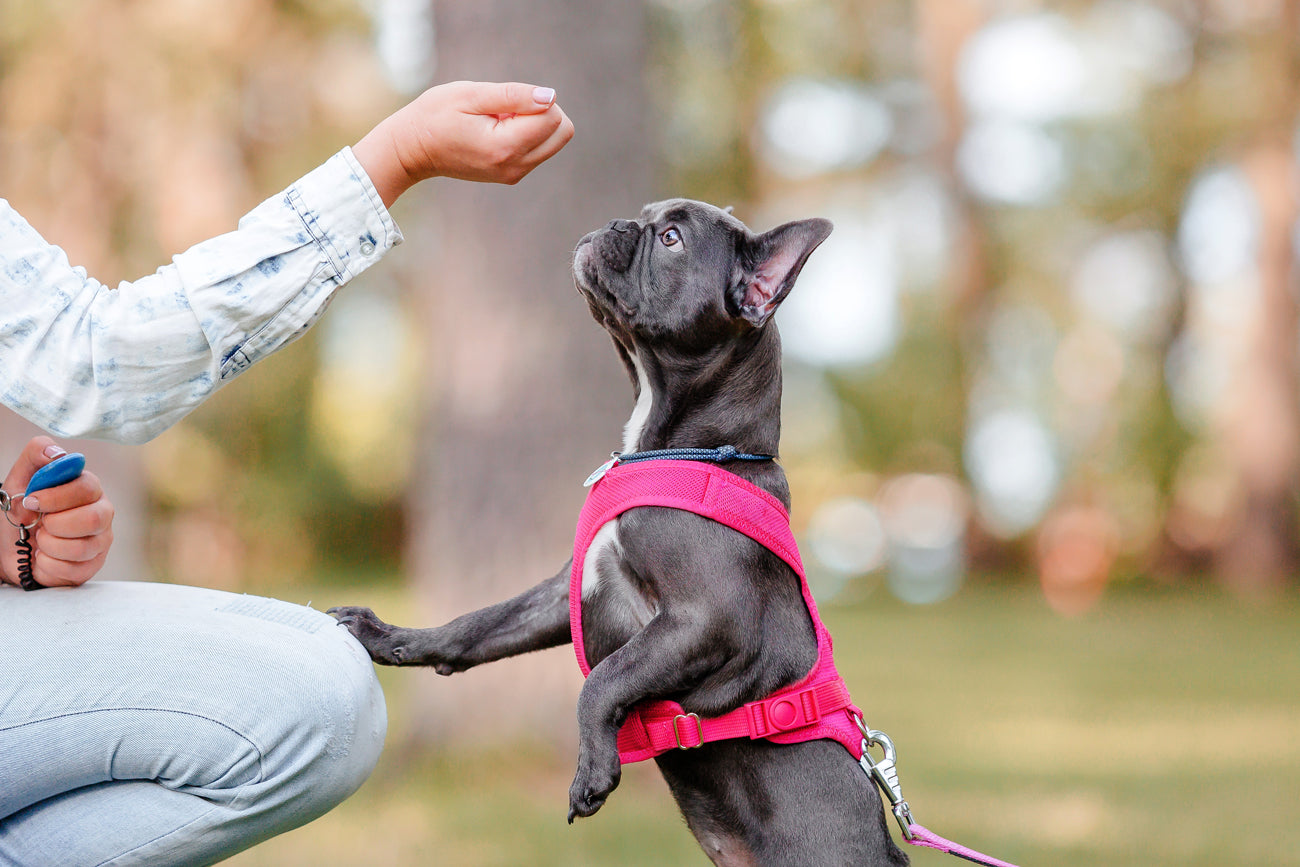 Top 5 Benefits of Regular Dog Training