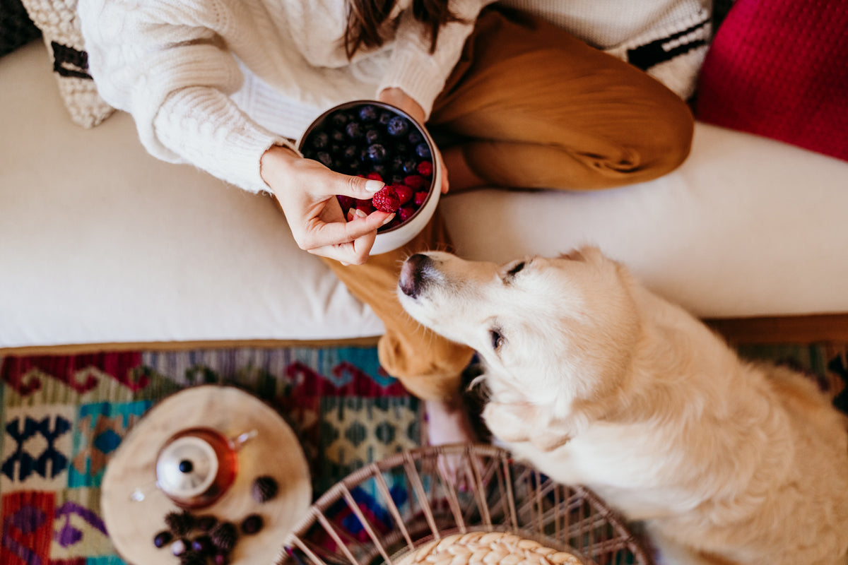 The Ultimate Guide to Dog Nutrition
